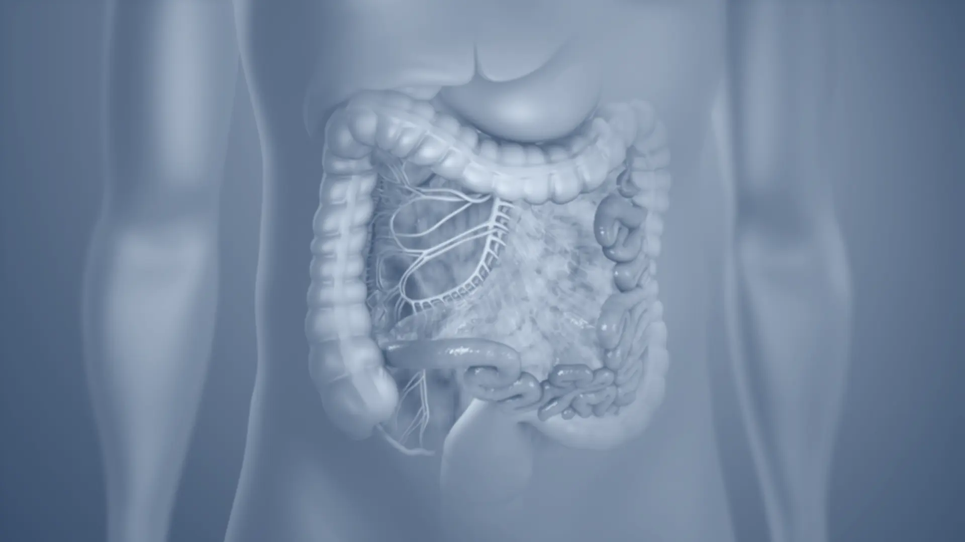 Mesentery extending from the duodenojejunal flexure to the ileocecal junction.